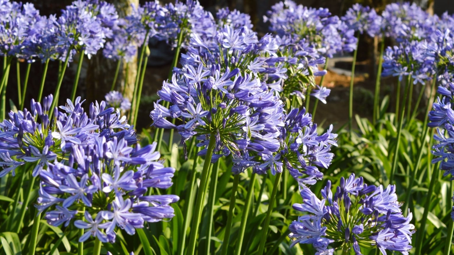10 Garden Designs for Different Color Schemes