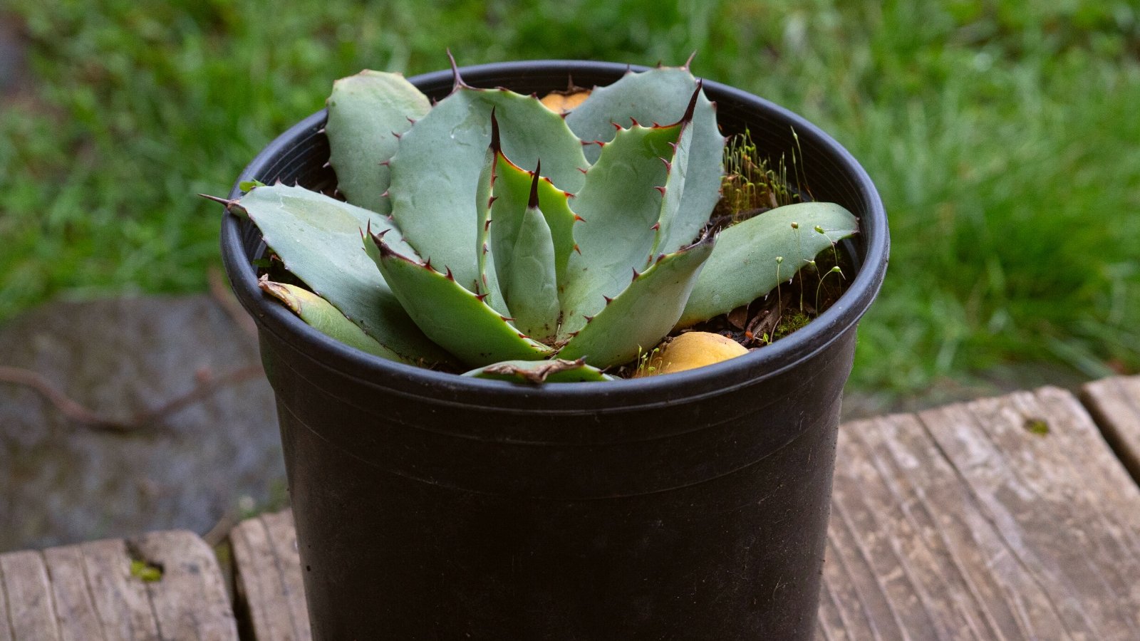 Close-up of Agave parryi in nursery pot in the garden. Agave parryi has a striking rosette of succulent leaves, characterized by their sturdy, spear-like form and distinctive blue-green hue. Each leaf boasts sharp, toothed margins and a pronounced central spine.