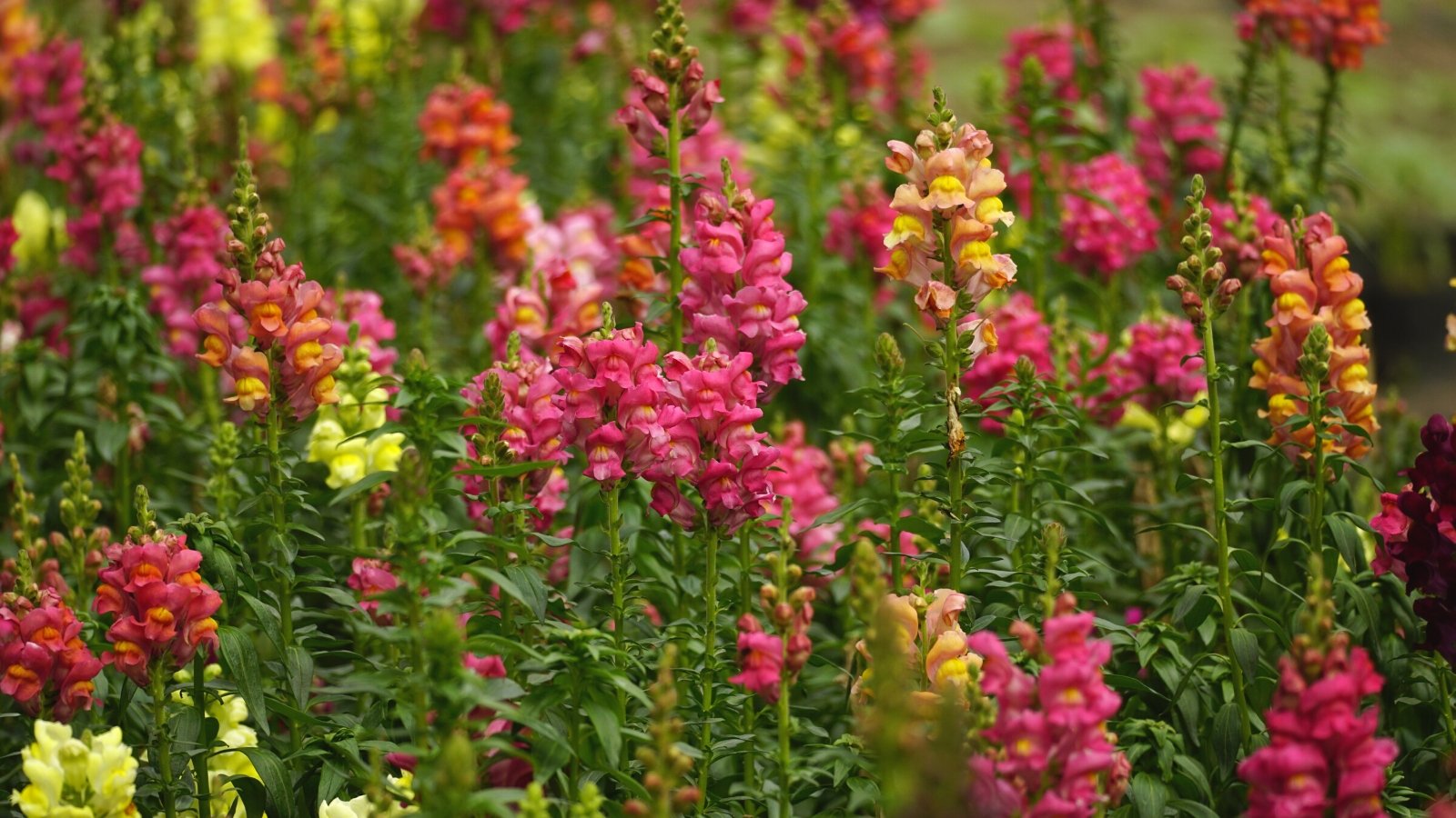 Close-up of Antirrhinum majus flowering plants in a garden. Antirrhinum majus, commonly known as Snapdragon, is characterized by its upright stems bearing lance-shaped, glossy green leaves arranged in a spiral along the stem. The plant produces spikes of tubular flowers in a wide array of colors, including shades of red, pink, and orange.