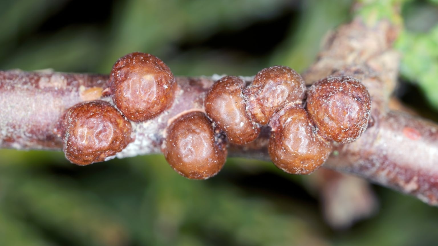 How to Plant, Grow, and Care For ‘Emerald Green’ Arborvitae - Epic ...