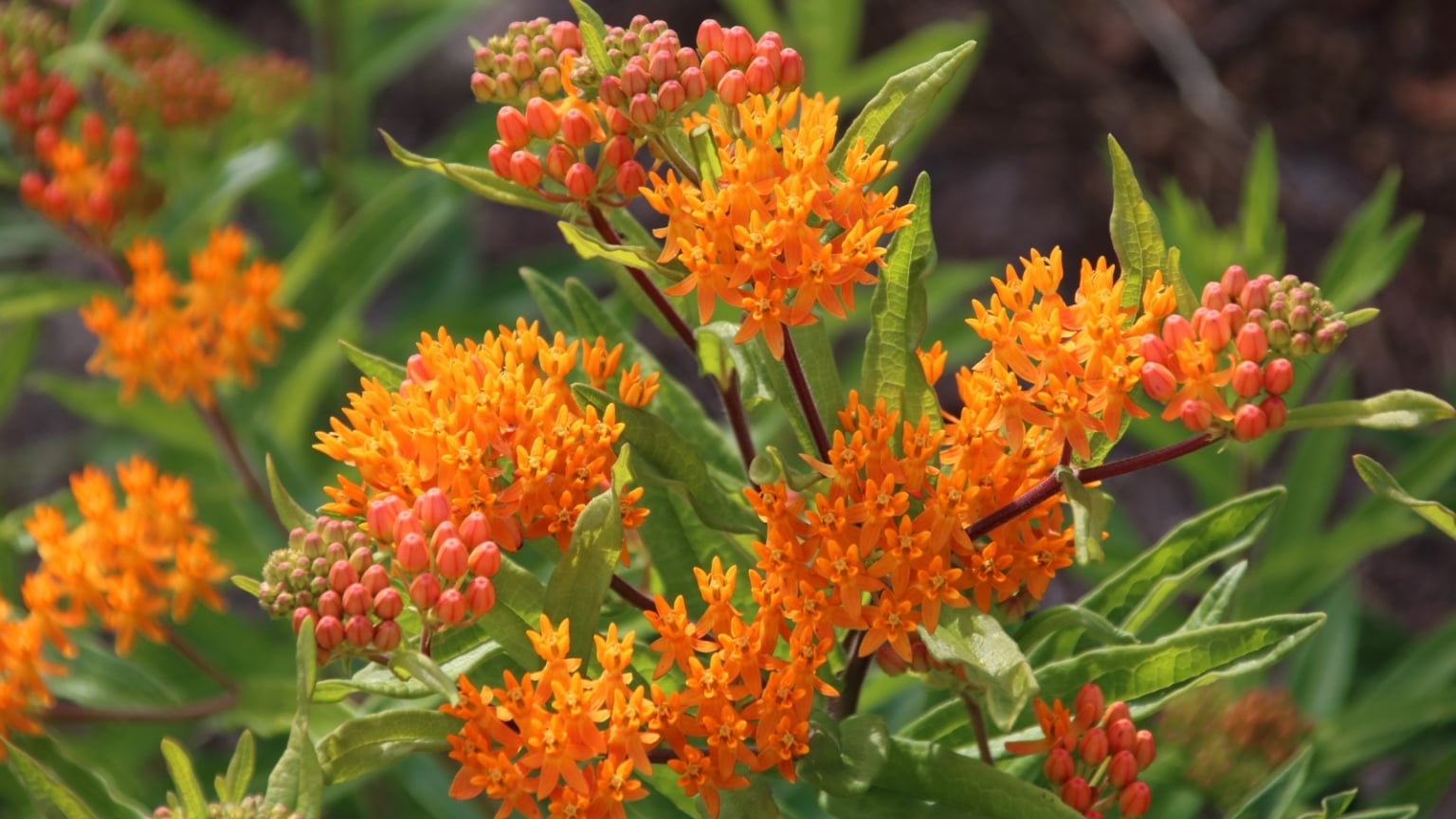 21 Best Flowers To Plant in Your Vegetable Garden