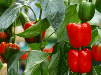 Red and green peppers dangle from their stems against a backdrop of lush leaves, creating a colorful display of fresh produce. The peppers' contrasting hues catch the eye, promising both flavor and nutrition in equal measure, possibly placed with bell pepper companion plants