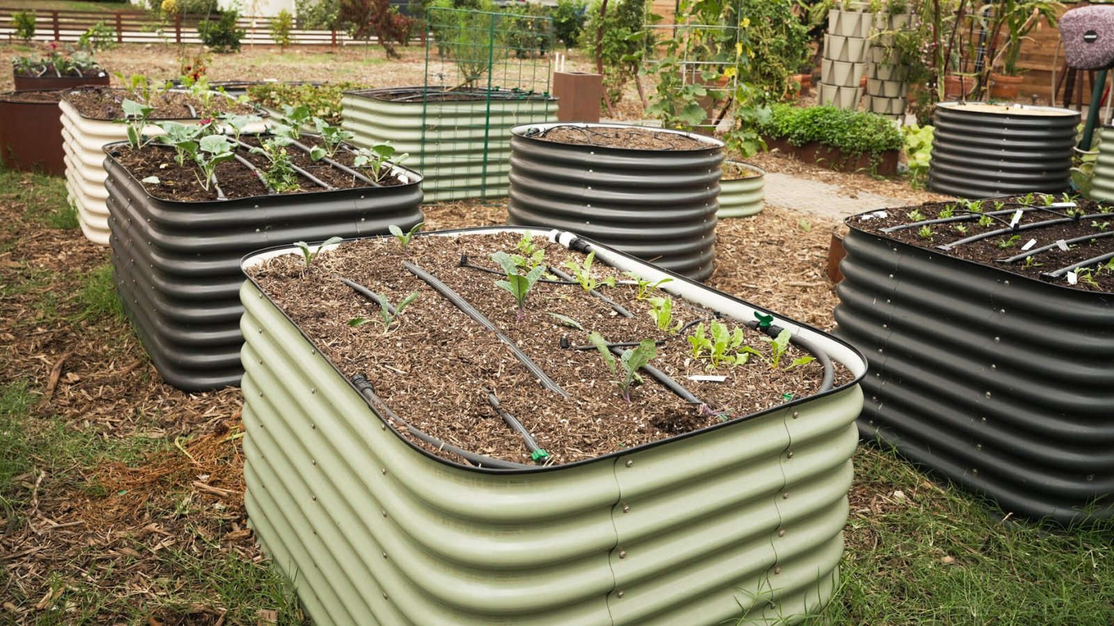 View of the garden with Birdie's Metal Raised Beds in different shapes and colors. Birdie's Metal Raised Beds boast a sleek and sturdy design crafted from galvanized steel, providing durability and longevity. These raised beds feature clean lines and a modern aesthetic. Raised beds are available in black, white and pale green, as well as rectangular and round shapes. Various plants grow in the beds, including young seedlings of different types of lettuce, radishes and cabbage.