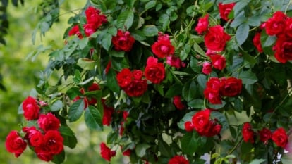 A close-up of a climbing rose bush adorned with red roses, each petal unfurling gracefully in the gentle breeze. The intricate layers of the rose blooms create a captivating display, showcasing nature's exquisite craftsmanship and timeless beauty.