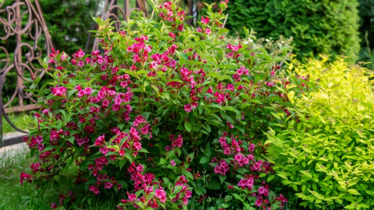 How to Plant, Grow, and Care for Weigela