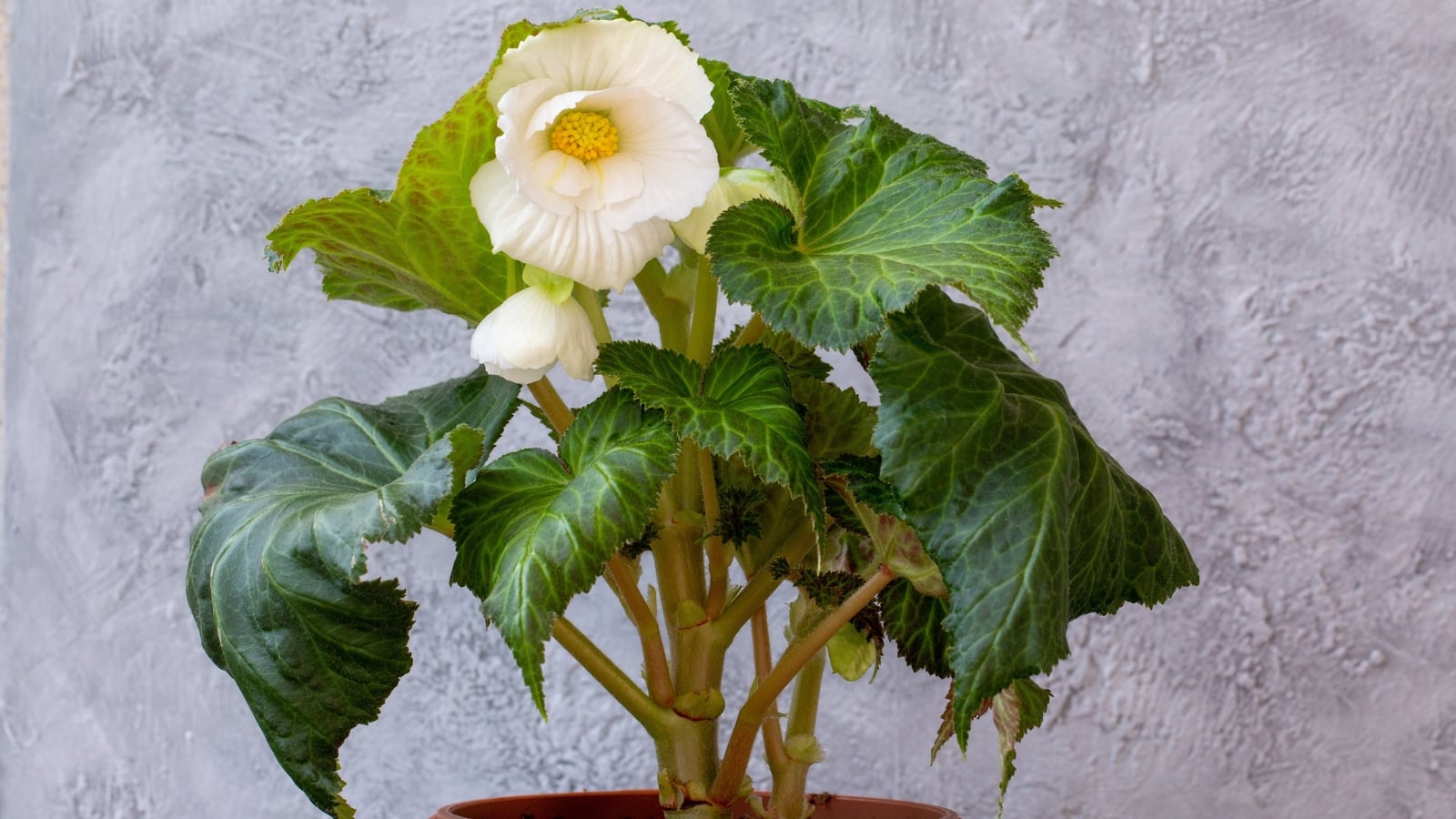 A vibrant tuberose plant in a pot, showcasing its delicate white blossoms and lush, veined leaves. Against a textured gray wall, the plant stands out, bringing a touch of nature's elegance indoors.