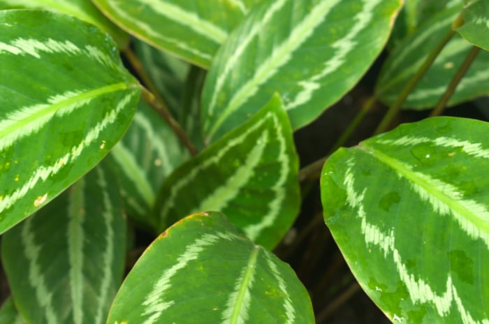 A close-up of Calathea 'Medallion' leaves, featuring vivid green hues with intricate white patterns reminiscent of brush strokes, evoking artistic flair. The leaf's delicate veins weave a natural masterpiece, creating a captivating display of botanical beauty and texture.