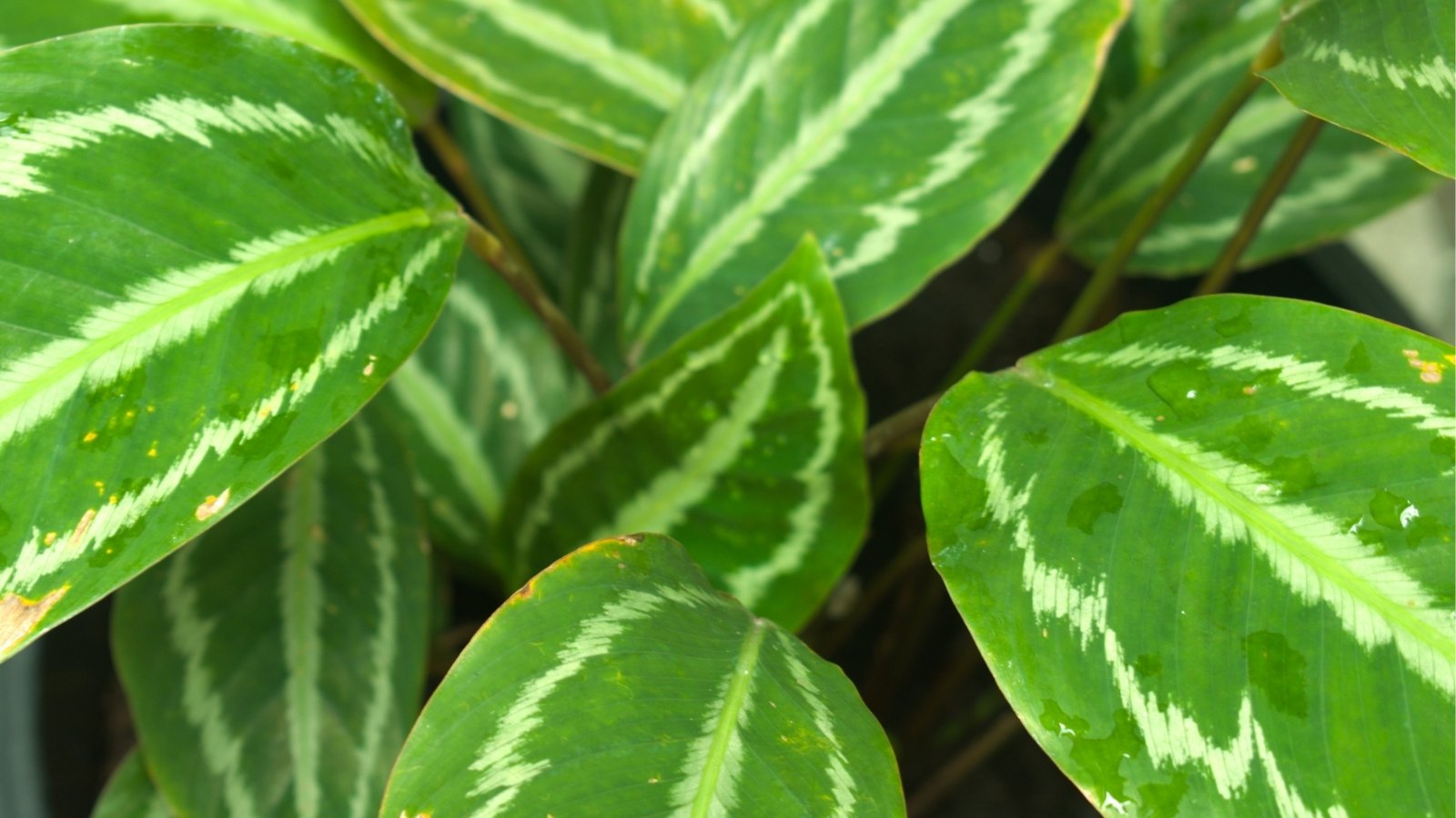 A close-up of Calathea 'Medallion' leaves, featuring vivid green hues with intricate white patterns reminiscent of brush strokes, evoking artistic flair. The leaf's delicate veins weave a natural masterpiece, creating a captivating display of botanical beauty and texture.