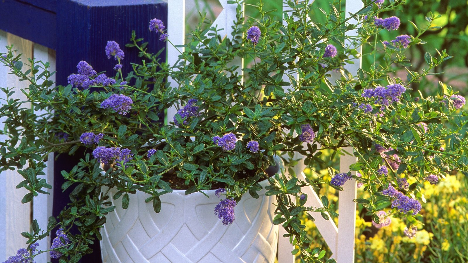 Close-up of a flowering California lilac plant in a large white flowerpot in a sunny garden. The California lilac, also known as Ceanothus, presents a picturesque appearance with its dense, evergreen foliage comprised of small, glossy dark green leaves. This shrub bursts into a profusion of delicate, sky-blue flowers, arranged in clusters that adorn the tips of its branches.