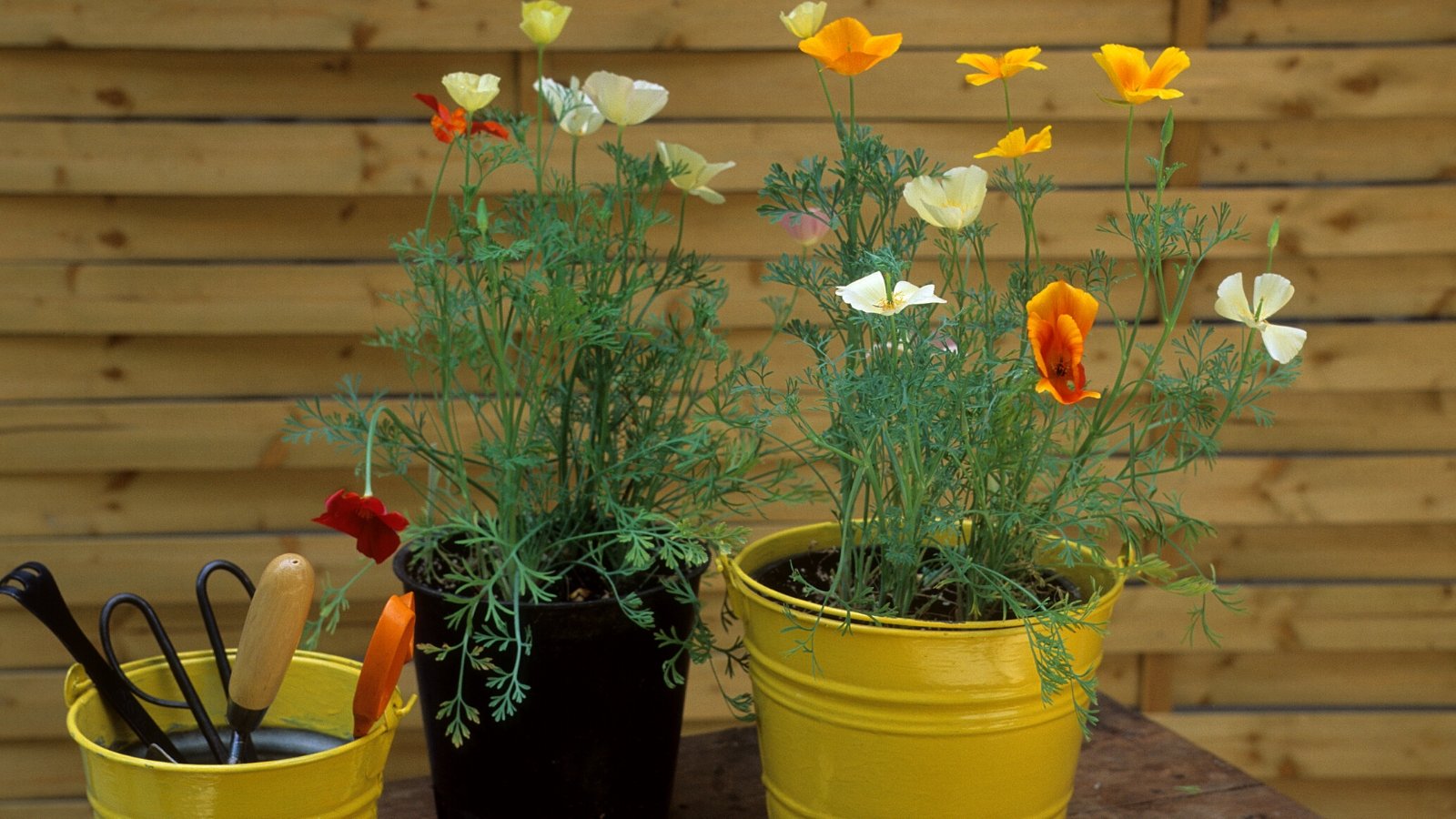 Close-up of two black and yellow pots with flowering California poppy plants, in the garden on a wooden table. The Californian poppy plant, characterized by its delicate and airy appearance, features slender stems adorned with finely divided, fern-like leaves that create a lush backdrop to its enchanting flowers. These flowers, borne singly atop the stems, showcase vibrant, cup-shaped blooms in shades of orange, yellow, and white, with contrasting centers. There is also a yellow bucket with various gardening tools on the table.