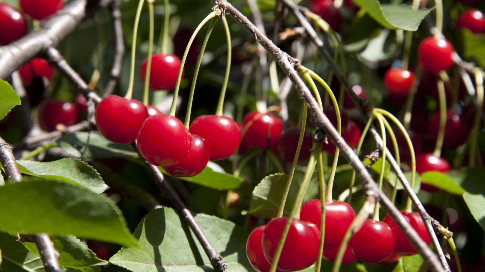 A close-up of several ripe 'Bing' fruits dangling gracefully from delicate, slender branches. Lush green leaves intermingle with the cherries, adding a refreshing contrast to the scene's vivid hues.