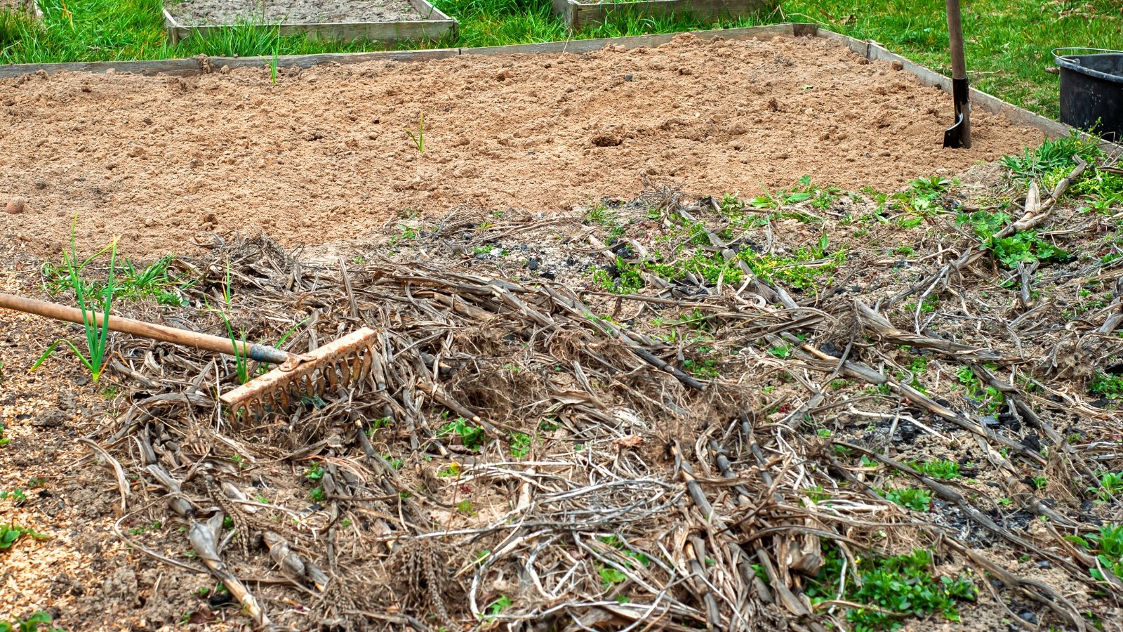 Close-up of a garden bed mulched with dry corn plants. The garden bed is raised and made of wood. Half of the bed has been cleared of mulch with brown soil ready for planting. An old garden rake lies on the garden bed. A garden shovel is stuck into the soil.