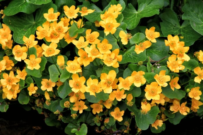 Yellow marsh marigold flowers bloom, their petals unfurling gracefully under the sunlight, radiating warmth. Resting gently on their leaves, they create a picturesque scene, a delicate balance of nature's artistry and tranquility.