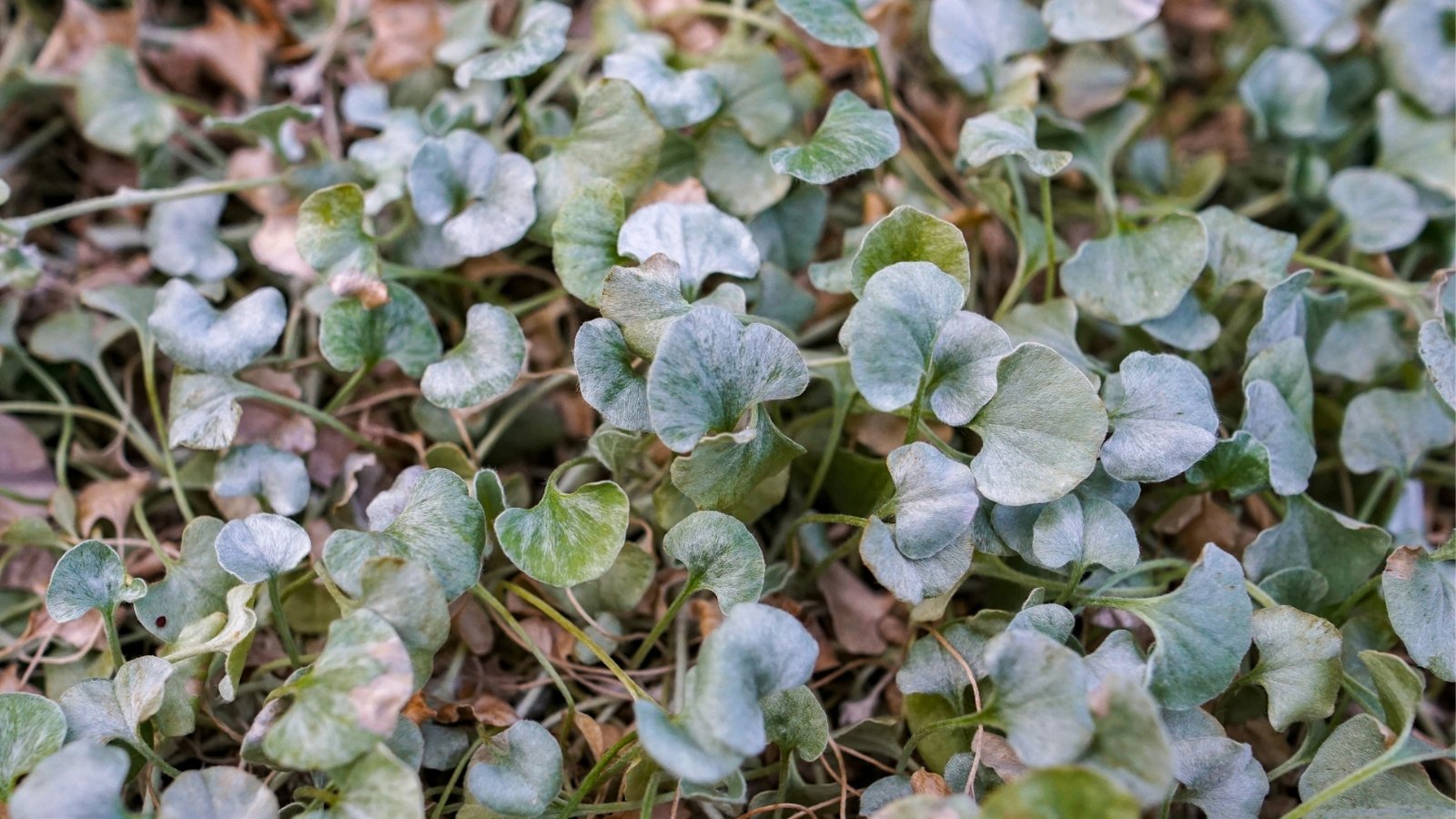 A close-up showcases the intricate sprawl of 'Silver Falls' vine as it meanders across the ground, weaving a delicate tapestry. Dried leaves intermingle with the vine, adding a rustic charm to the intricate tapestry of nature's beauty.