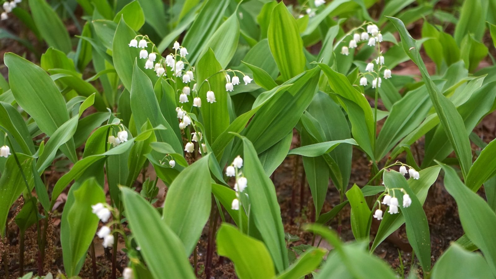 Close-up of blooming Convallaria majalis in a sunny garden. Convallaria majalis, commonly known as Lily of the Valley, is characterized by its elegant, arching stems adorned with pairs of glossy, lance-shaped leaves arranged alternately along the length. Rising above the foliage are slender, upright racemes of tiny, bell-shaped flowers that dangle delicately like miniature pearls. The blooms are pure white.