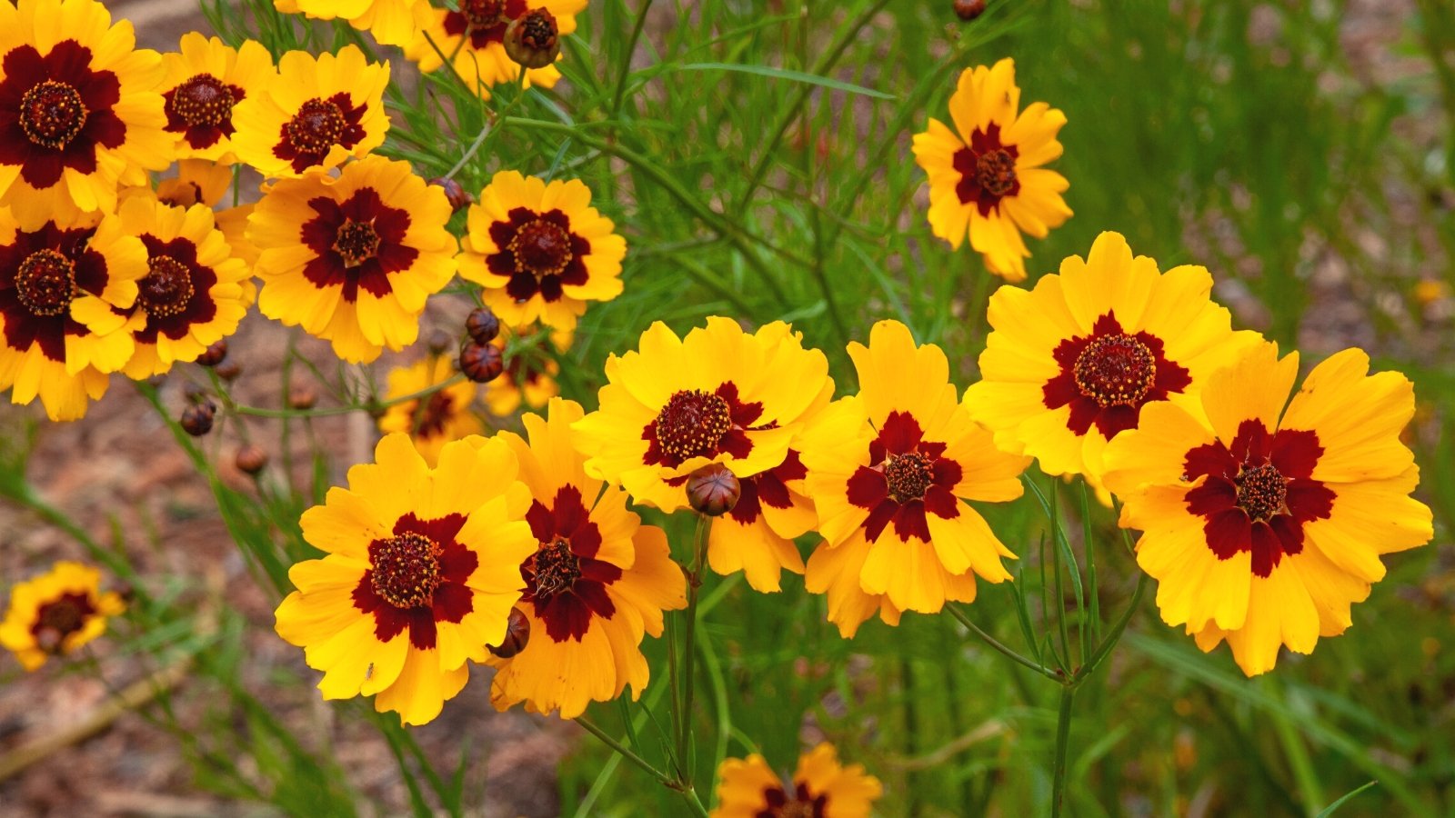 Close-up of flowering Coreopsis tinctoria plants in a garden. Coreopsis tinctoria, commonly known as Plains coreopsis or Golden tickseed, is characterized by its airy, fern-like foliage and bright, daisy-like flowers. Rising above the foliage on slender stems, the flowers showcase vibrant shades of yellow and red, with contrasting centers. These flowers have a classic daisy-like form with overlapping petals and a central disc.