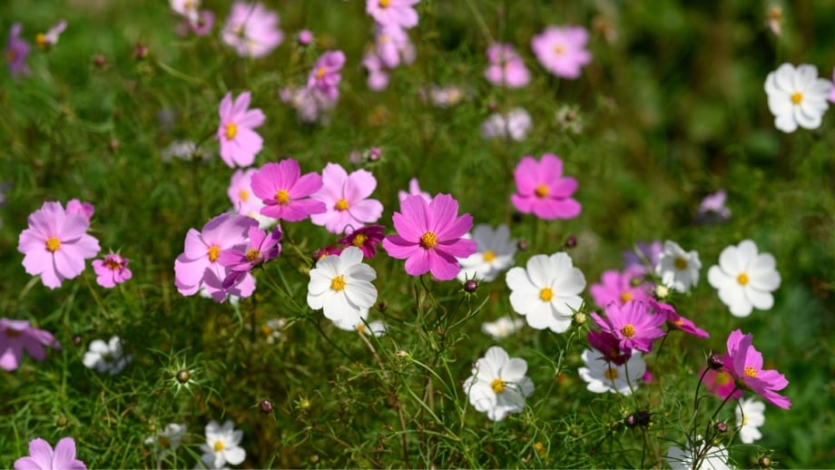 12 Crops To Start Planting This April