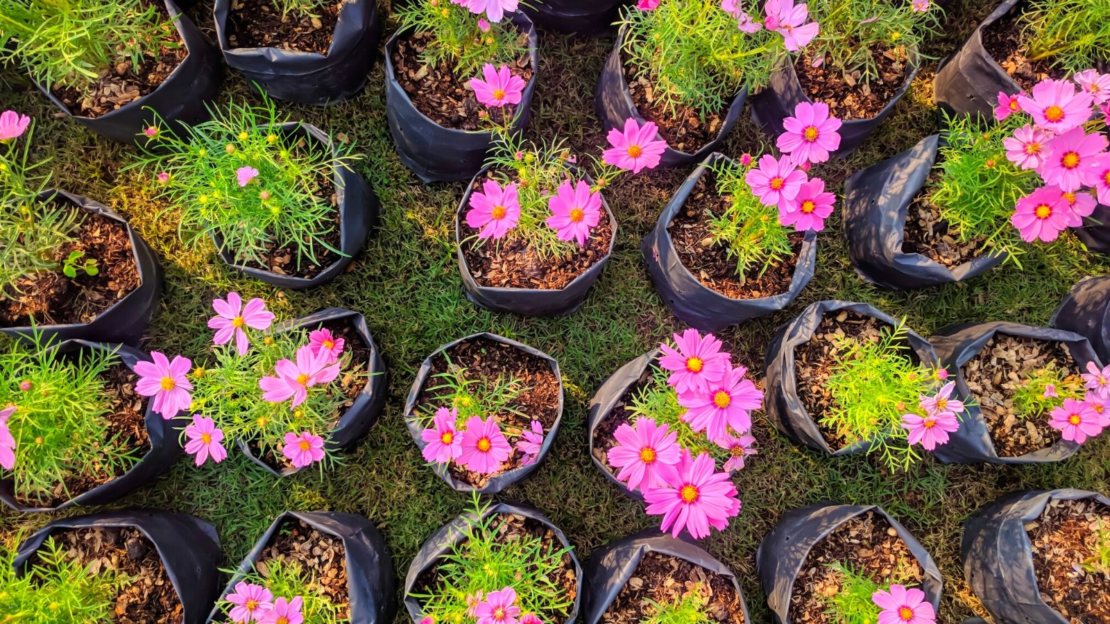 Top view of potted Cosmos seedlings on a green lawn in a garden center, outdoors. Cosmos flowers present a picturesque scene with their slender, wiry stems reaching skyward, adorned with finely dissected, fern-like foliage that adds an airy elegance to the plant. Atop these graceful stems sit charming, daisy-like flowers, each with a vibrant, bowl-shaped center surrounded by delicate, symmetrical pink petals. Seedlings grow in black planting bags.