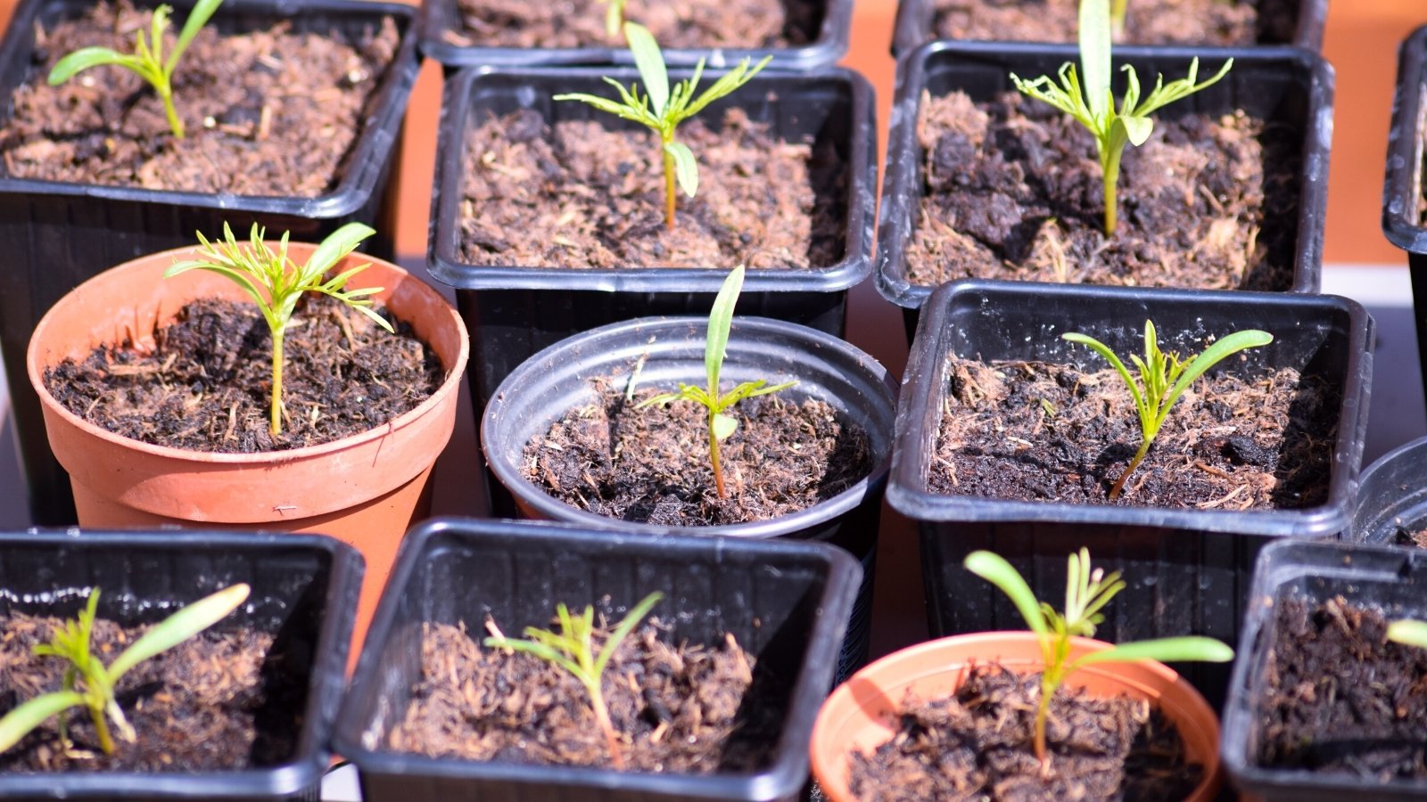 Close-up of Cosmos seedlings growing in small pots in a sunny garden. Cosmos seedlings emerge with delicate stems and pairs of small cotyledons and true feathery leaves that exhibit a vibrant green color. The pots are black and brown, square and round in shape.