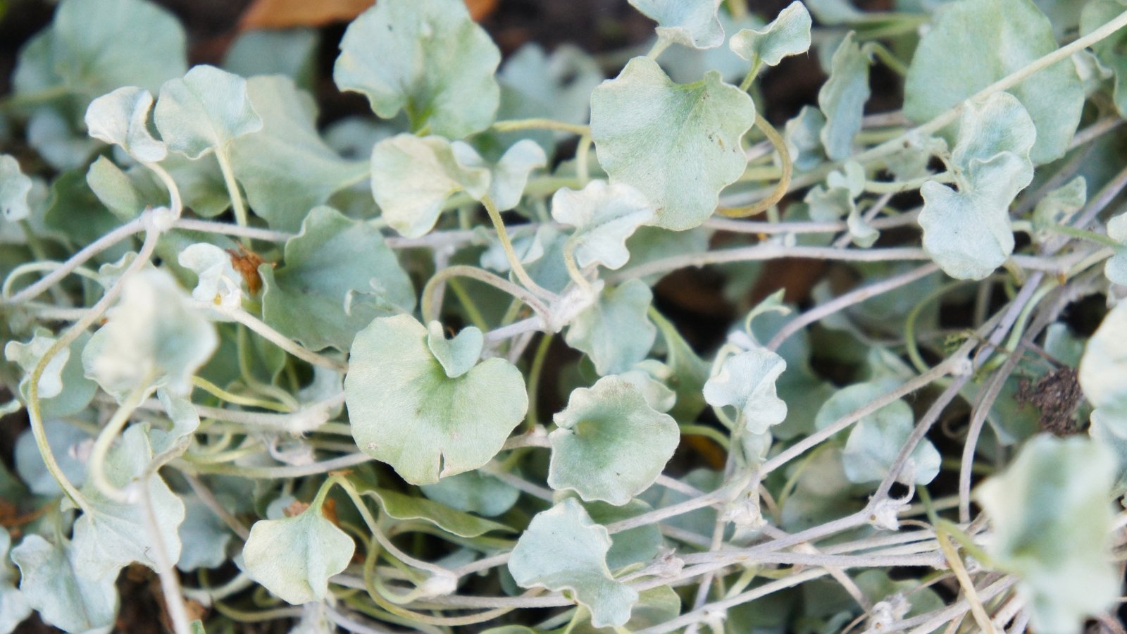 A close-up reveals the intricate beauty of the 'Silver Falls' vine, with its delicate silver tendrils. The shimmering leaves catch the light, adding a touch of ethereal charm to any space they adorn.