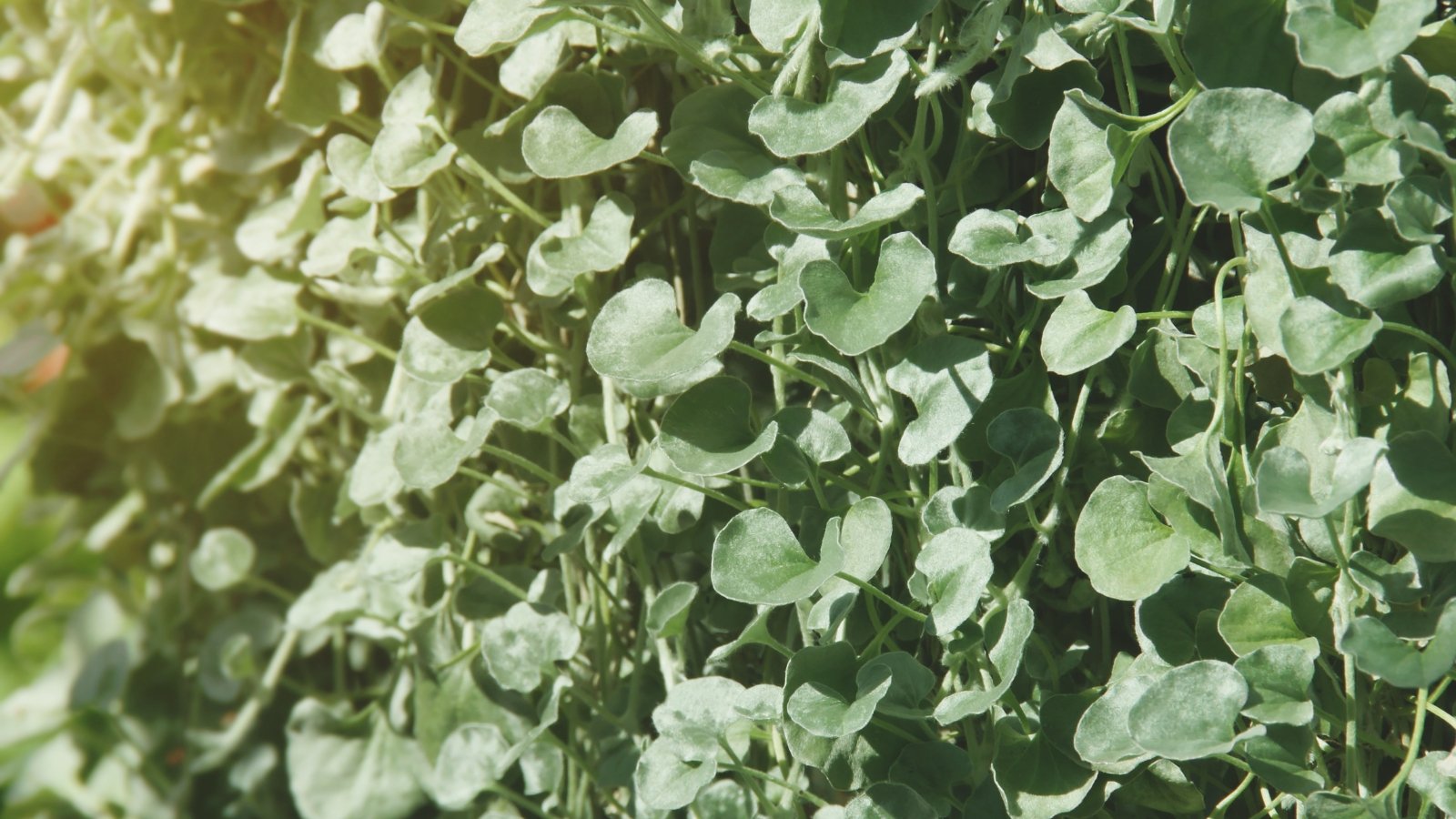 A close-up of the 'Silver Falls' vine reveals delicate tendrils and green leaves. Bathed in the gentle glow of sunlight, the foliage exudes a sense of tranquility and natural beauty, capturing the essence of botanical elegance.