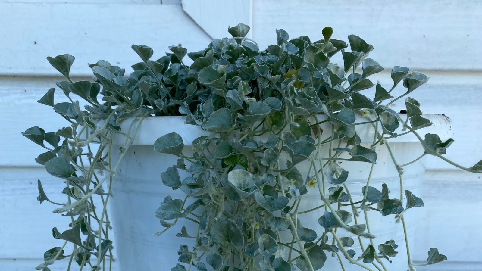 A white pot containing 'Silver Falls' plants gracefully cascading downwards, creating an elegant display of foliage. Positioned against a white wall, the pot stands out, offering a striking contrast.