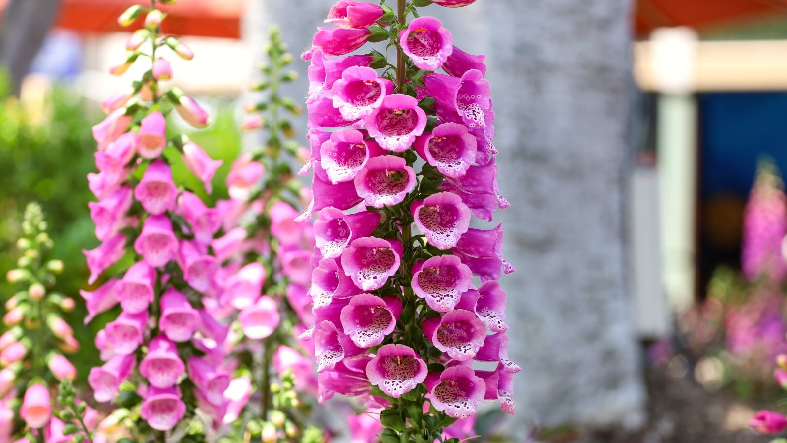 Close-up of a flowering Digitalis purpurea plant against a blurred background of a sunny garden. Digitalis purpurea, commonly known as Foxglove, is characterized by its tall, spire-like stalks adorned with lance-shaped, hairy leaves arranged in a rosette at the base. The flower spikes bear tubular, bell-shaped flowers that are pink in color with contrasting markings at their white throats.