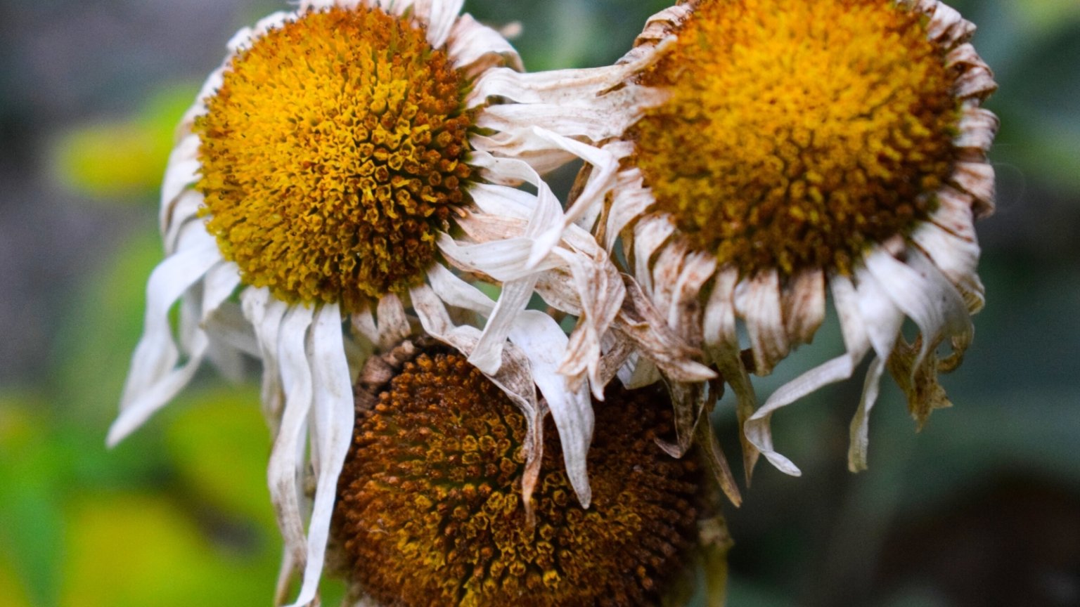 Crisp Oxeye Daisy Seeds Artwork for Desktop Crisp Oxeye Daisy Seeds Artwork for Desktop