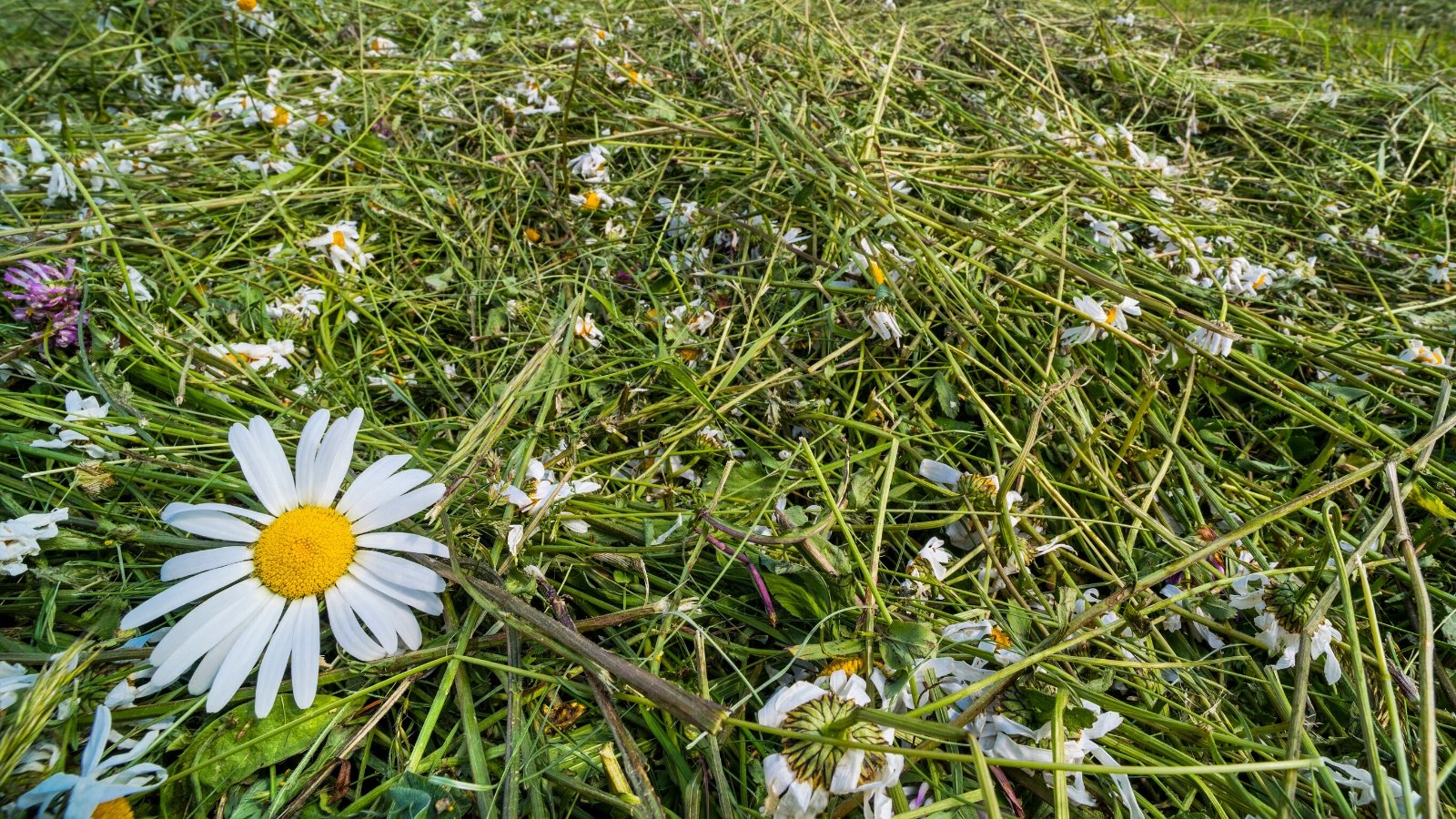 Drying of mown grass with oxeye daisy blooms. Close-up of a pile of cut stems, leaves and flowers of an oxeye daisy plant. The stems are thin and long. The flowers are large, daisy-like, with white petals and bright yellow discs in the centers.