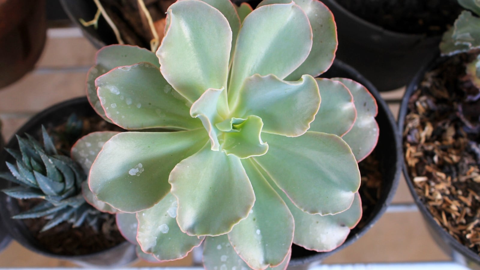 29 Echeveria Varieties for Your Succulent Garden