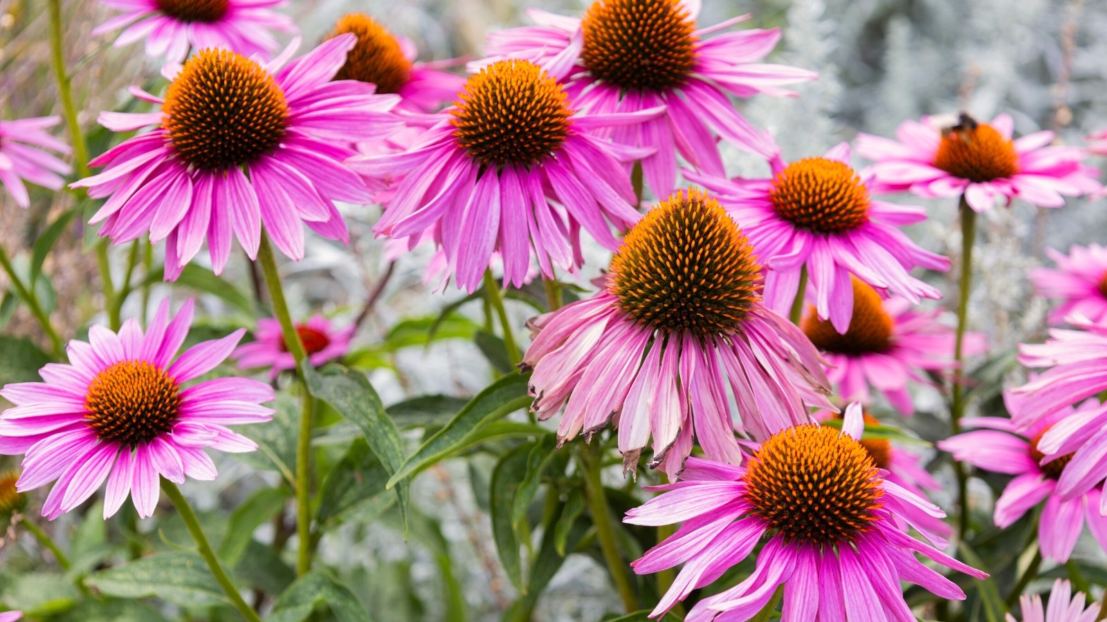 Close-up of blooming Echinacea purpurea in a sunny garden. The plant features lance-shaped leaves with serrated edges, arranged alternately along sturdy stems. Rising above the foliage are large, daisy-like flowers with prominent, spiky central disks surrounded by slender, drooping petals in the shade of pink.