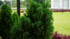 How to Plant, Grow, and Care For ‘Emerald Green’ Arborvitae - Epic ...