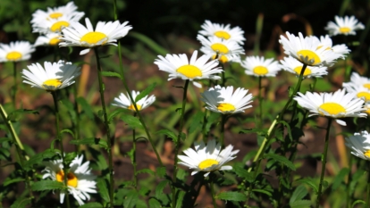 How to Plant, Grow, and Care for Oxeye Daisies