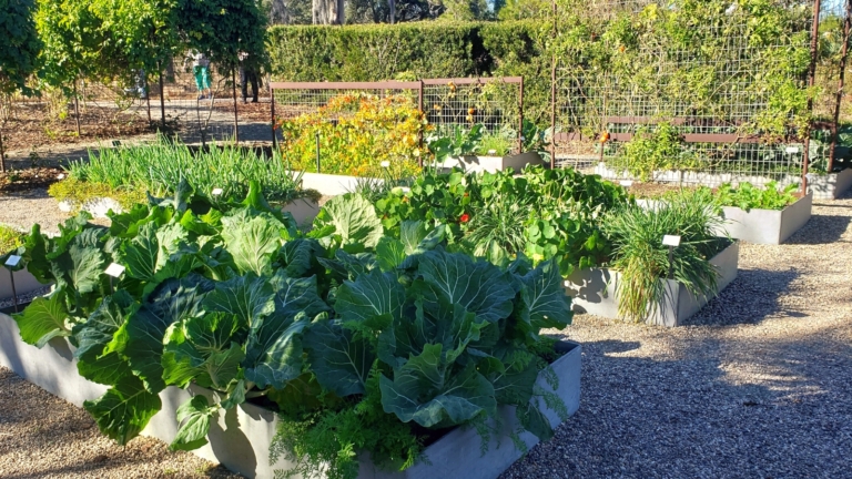 How to Design a Kitchen Garden: French Potager