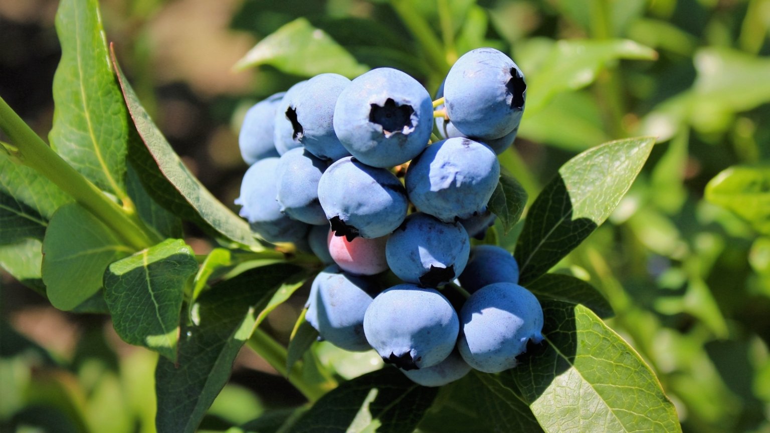 How to Plant, Grow, and Care for 'Duke’ Blueberries