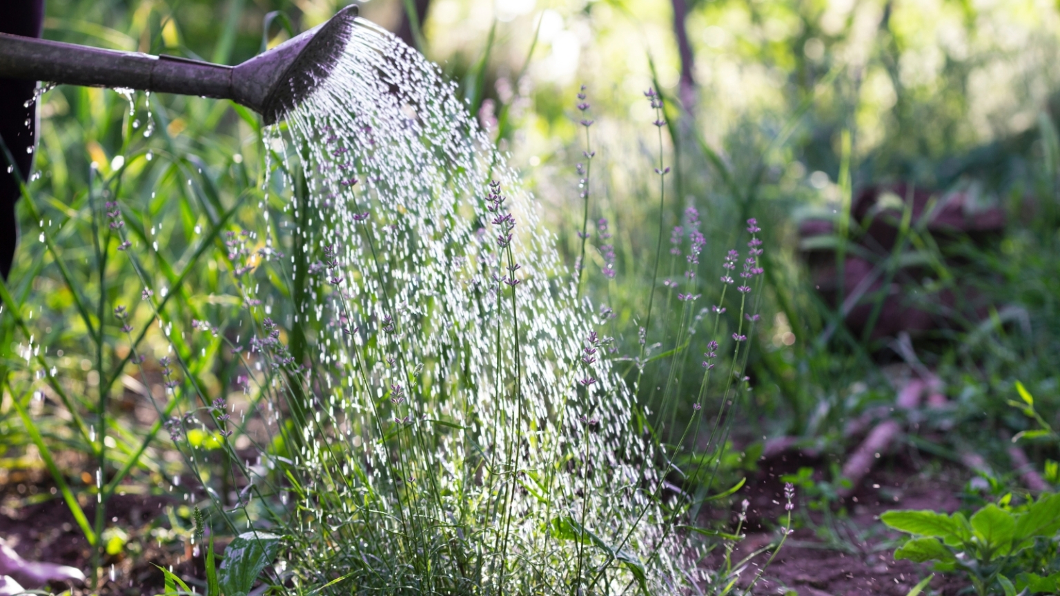 11 Reasons Your Lavender Is Not Blooming and How to Fix it