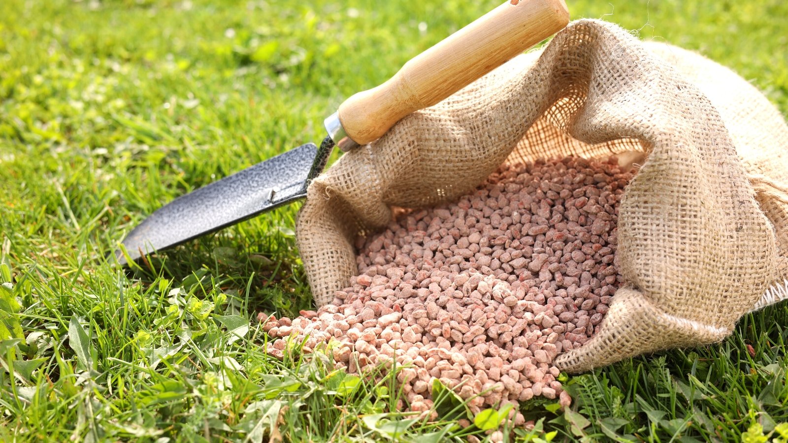 Close-up of granular fertilizer in a sack and a small garden shovel standing nearby on green grass. Granular fertilizer has an irregular, slightly rounded shape and a pastel pinkish tint.