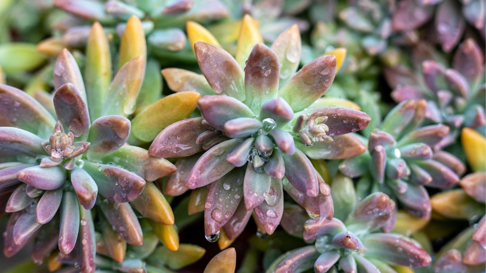 Close up of bright yellow, pink and green plant. Each plant has a rosette like shape and has tiny drops of water on their leaves.