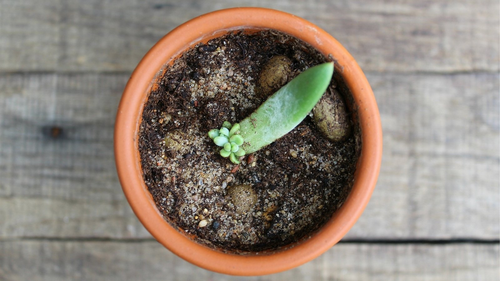 Overhead view of a small orange planter with a small, thick, green leaf, laying on a dirt surface with tiny little leaf sprout at the base of the larger leaf.
