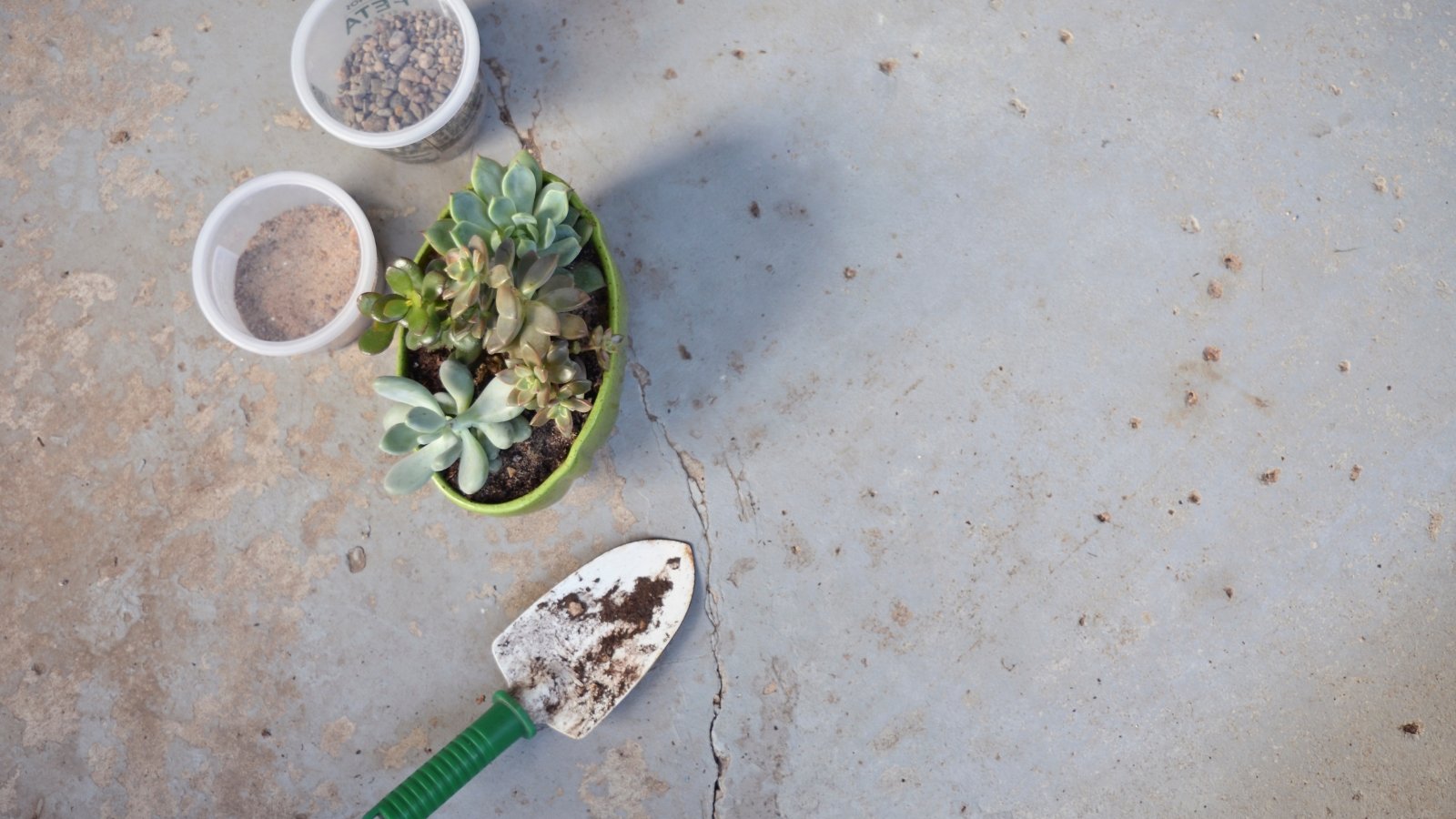 Overhead shot of a small planter with several small succulents in it with a shovel next to it on a cement floor.