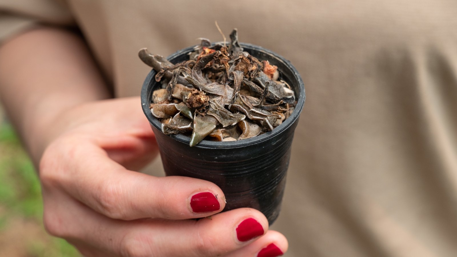 A woman's hand with bright red nail polish, holding a small black planter with a dead, rotted looking succulent.