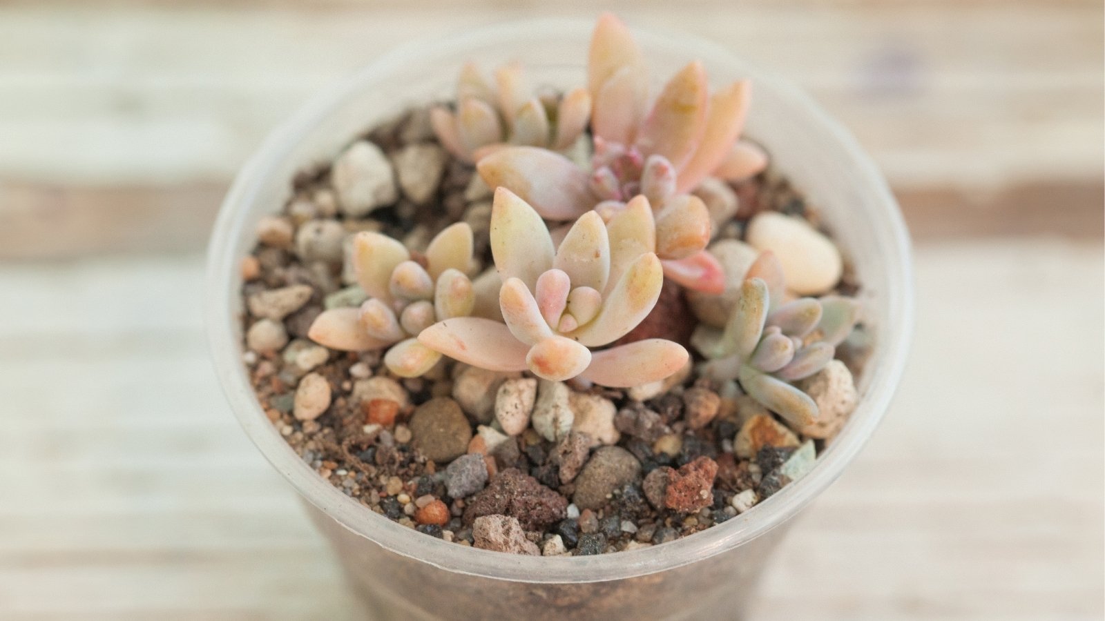 Close up of a small, clear, plastic planter filled with rocky soil and a tiny plant with thick, plump, light peach colored leaves.