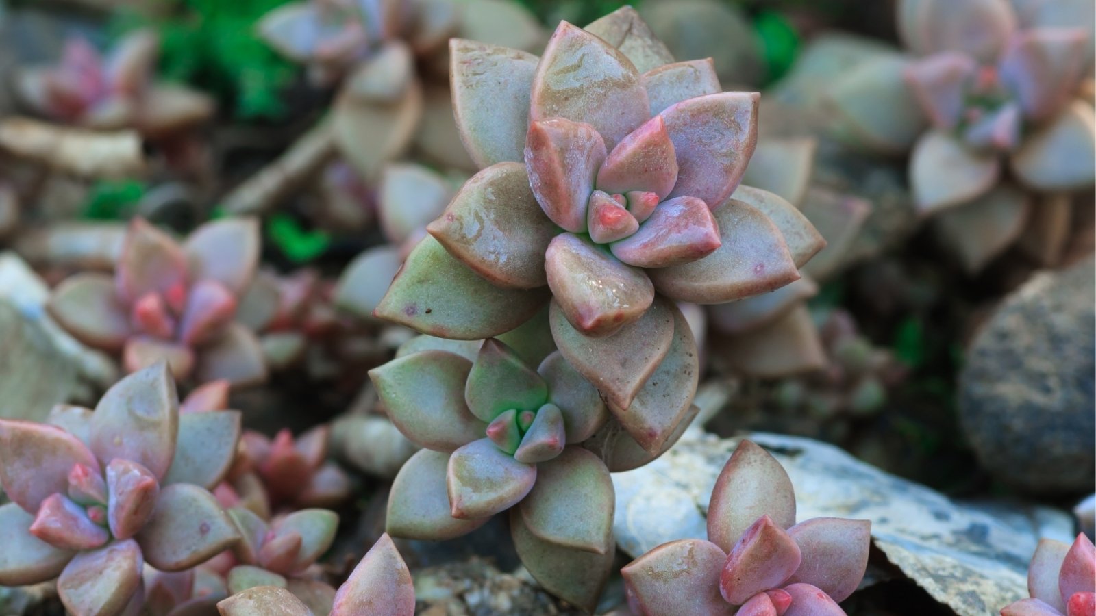 Close up of a plump, clusters of leaves in a rosette formation growing in a pile of rocks. Each leaf has a dark greenish-reddish color.