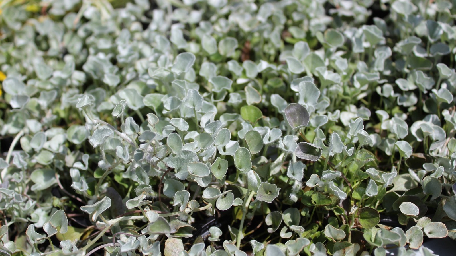 'Silver Falls' vine forms a dense, ground-hugging blanket, transforming the earth into a vibrant canvas. Its leaves shimmer and shine as they bask in the luminous rays, casting a radiant aura.