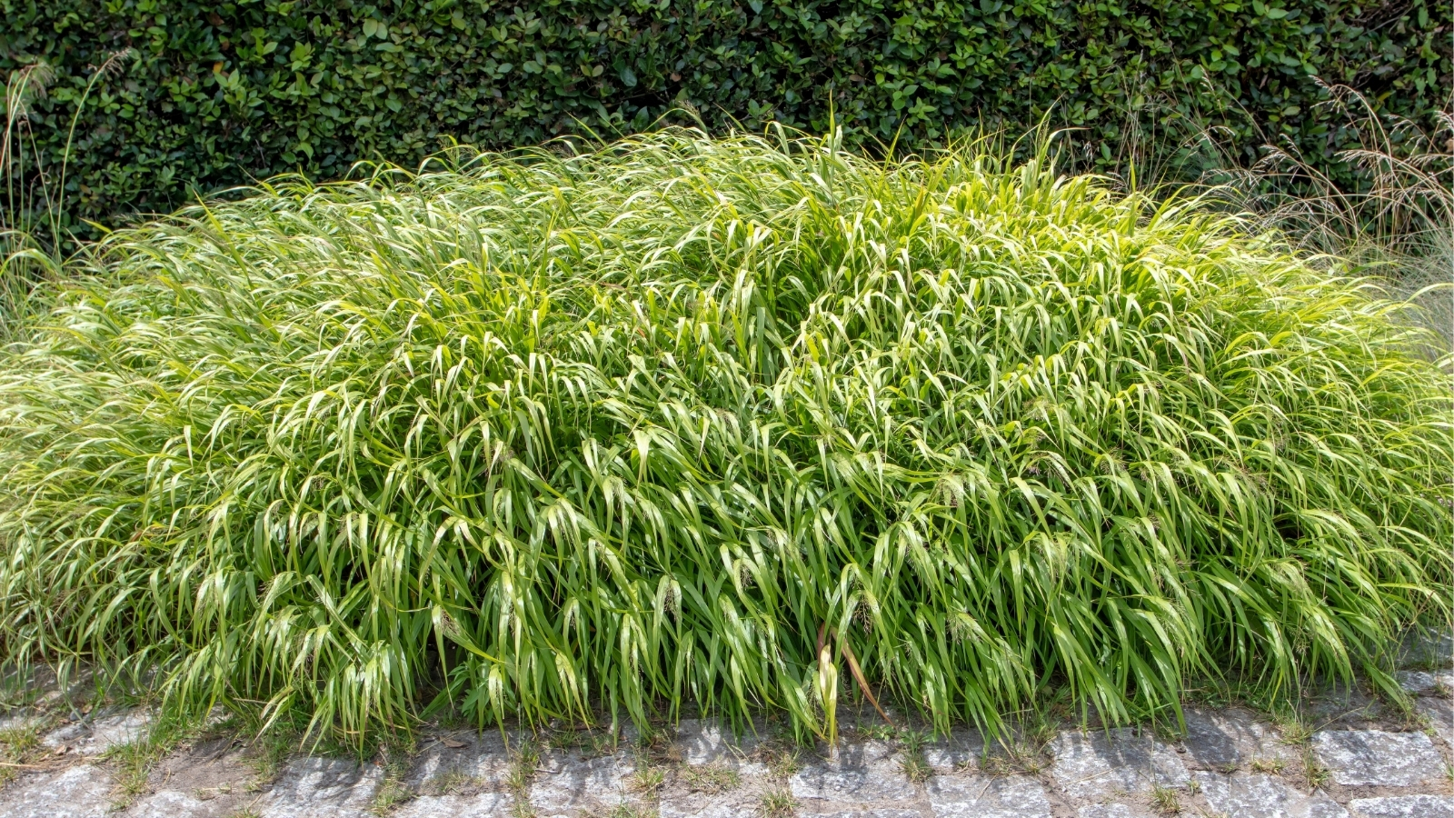 9 Best Varieties Of Japanese Forest Grass 9 Best Varieties Of Japanese Forest Grass