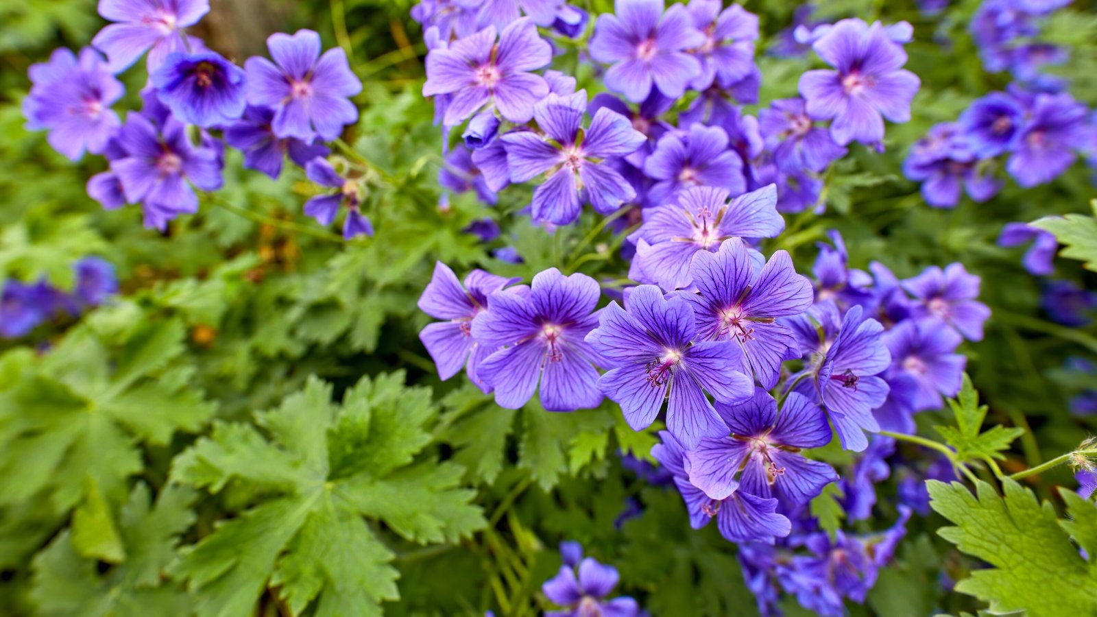 Close-up of blooming Hardy geraniums in a garden against a blurred background of green foliage. The leaves are deeply lobed and palmately divided, forming dense mounds of greenery that provide a lush backdrop to the flowers. Rising above the foliage are clusters of saucer-shaped blooms in shades of purple, each adorned with delicate veining and intricate details.
