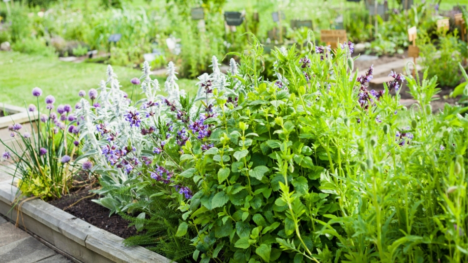 37 Perennial Herbs: Plant Them Once and Harvest Forever