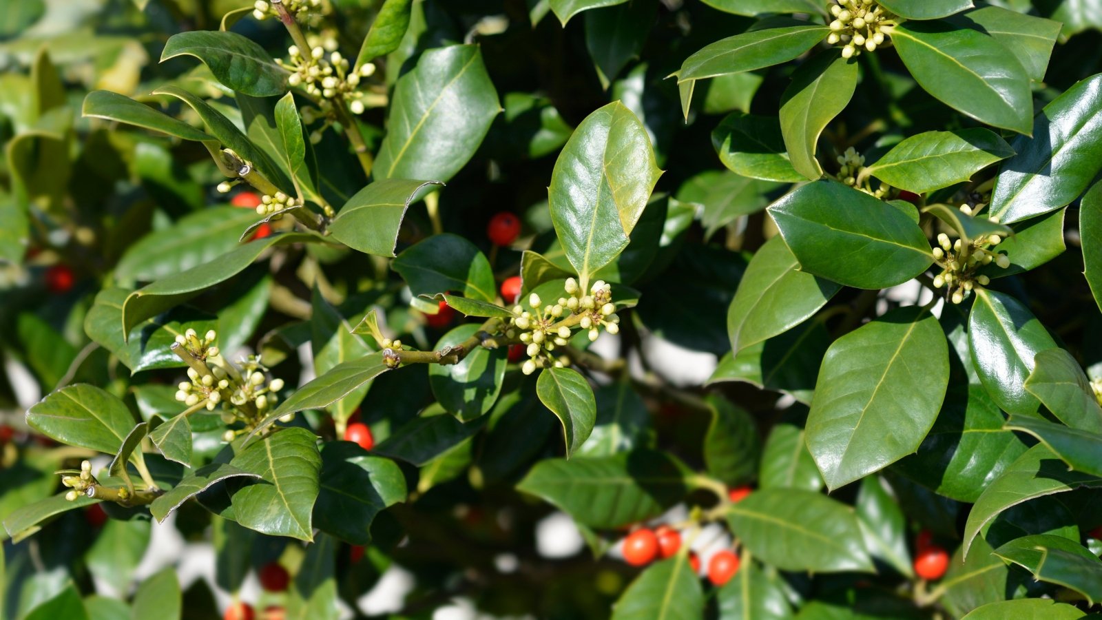 A close-up of 'Nellie R. Stevens' holly plant reveals its glossy, ovate leaves contrasted against white berries.