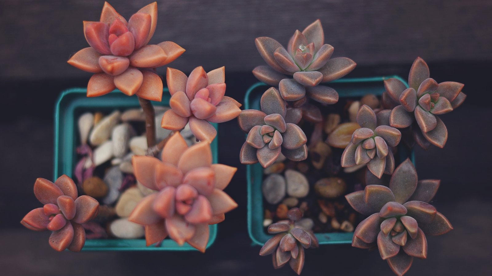 Close up of two small, blue planters one with a light pink plant and the other with a dark purple plant. Each plant is similar in the fact that they both have small, thick, plump leaves growing in rosette shaped clusters on top of thick stems.