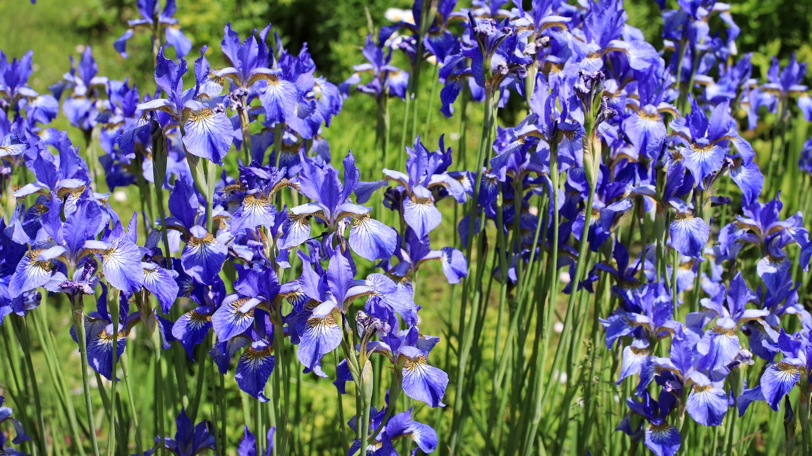 Close-up of blooming Irises in a sunny garden. Irises are elegant perennial plants prized for their stunning flowers and graceful foliage. The leaves are long and sword-shaped, arranged in fans or clumps. Rising above the foliage on sturdy stems are intricate, showy blooms with three upright petals called standards and three downward-facing petals called falls. These petals come in a bright blue color with patterns.